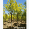 8公分 6公分金葉榆批發(fā) 廠家供應金葉榆苗 高桿金葉榆價格5公分