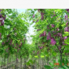 河北保定苗木基地直銷香花槐紫花槐大小規(guī)格齊全現(xiàn)挖現(xiàn)賣