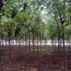 保定苗圃各種規(guī)格梓樹批發(fā) 基地發(fā)貨 可簽合同