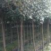 高桿紅葉石楠2行情報價\高桿紅葉石楠2圖片展示