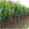 綠化苗木行道樹景觀高桿大葉女貞樹苗金葉女貞小苗小葉樹苗批發