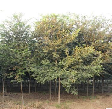 園林綠化苗木櫸樹苗批發(fā)街道庭蔭風(fēng)景樹紅櫸樹苗 規(guī)格齊全