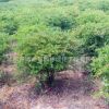 地被色塊觀賞植物火棘球 工程綠化苗木火棘球苗 規(guī)格齊全