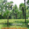 基地出售 棕櫚樹 四季常青 質量保證規格齊全量大優惠
