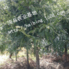 南方苗木紅豆杉廠家基地直銷 特價15年6到8公分綠化樹別墅景觀樹