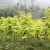 供應 新優(yōu)質(zhì)彩葉綠化苗木 金葉水杉 黃金水杉 金水杉