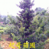 優(yōu)質(zhì)喬木原生羅漢松 最優(yōu)惠價(jià)格銷售8-25公分羅漢松