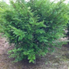 木荷楓香杜英濕地松馬尾松紅豆杉桂花羅漢松