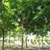 基地直銷觀賞樹五角楓 現(xiàn)挖現(xiàn)賣帶球發(fā)貨園林庭院綠化五角楓