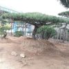 造型景松大量出售 人工挖球景松成活高 自家種植景松價(jià)格 合理