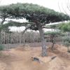 景觀松出售 造型優(yōu)美 規(guī)格齊全 油松造型 黑松造型 歡迎詢(xún)價(jià)