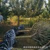3-5公分櫻花 挖60以上土球銷(xiāo)售 大量直銷(xiāo) 櫻花價(jià)格優(yōu)惠