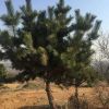 專業(yè)種植供應(yīng)各種規(guī)格綠化工程黑松產(chǎn)地青島黑松 造型黑松