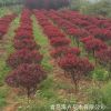 專業(yè)種植供應(yīng)各種規(guī)格綠化工程 紫葉李球 叢生大紫葉李葉片光澤