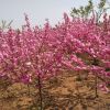 專業(yè)種植供應(yīng)各種規(guī)格綠化工程榆葉梅 叢生榆葉梅 獨(dú)桿榆葉梅