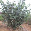專業(yè)種植供應(yīng)各種規(guī)格綠化工程紫荊 叢生紫荊 叢生紫荊樹苗