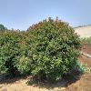 專業(yè)種植供應(yīng)各種規(guī)格綠化工程紅葉石楠球 北方紅葉石楠球