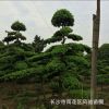 庭院異型配景觀賞樹造型羅漢松 樹形優(yōu)美 基地直銷