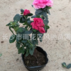 湖南農(nóng)戶現(xiàn)貨批發(fā)成活率高發(fā)棵快生長旺盛的灌木西洋杜鵑營養(yǎng)杯