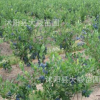 基地直銷藍莓 藍莓樹苗 果樹苗 南方北方種植