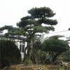山東基地供應(yīng)美觀造型松 泰山景松 迎客松樹移栽種植 價(jià)格優(yōu)質(zhì)