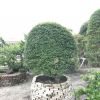 廠家直銷 臺灣紫檀 造型紫檀 球型紫檀 紫檀盆景 臺灣羅漢松