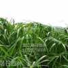 水竹產(chǎn)地，四川水竹產(chǎn)地，成都水竹供應(yīng)基地