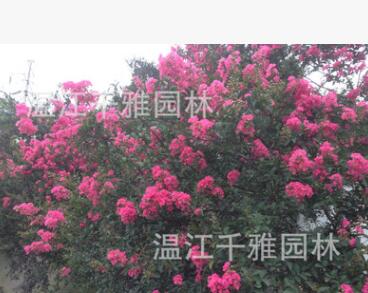 紅花紫薇 紫薇花瓶 溫江紫薇 高桿紫薇