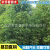 專業(yè)供應水杉樹苗 行道樹水杉 風景美化工程綠化水杉批發(fā)