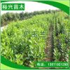 批發 廣玉蘭小苗 園林綠化苗木