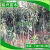 批發 枇杷樹 2公分枇杷樹 2cm枇杷苗 果苗 園林綠化苗木
