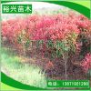 批發 紅葉石楠 2-6紅葉石楠樹 兩公分石楠