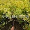 全國(guó)銷售耐寒地被花卉木本綠化工程苗木金葉榆（杯苗）適合做綠籬