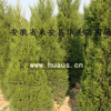 蜀檜種植苗圃