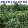 苗圃多年種植石楠
