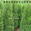 蜀檜中心產地供應商-華美苗圃