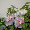 大型園林花卉精品牡丹花苗預售各品種觀賞牡丹保證成活