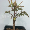 批發花卉盆栽觀賞牡丹苗桌面擺件小型牡丹苗花色齊全