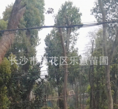 湖南長沙供應綠化苗木行道樹米徑20-30-40公分原生苗圃截桿香樟