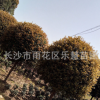 批發八月桂花樹 湖南園林綠化苗木大桂花樹價額 風景樹6-10-15-20