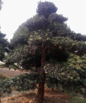 8-10-12--15-20-25公分造型羅漢松樹樁盆景出售常綠風景樹苗木