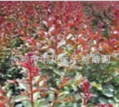 QQ截圖20180828150011