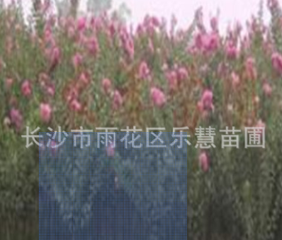 QQ截圖20180828150033