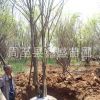 西北苗木基地直銷【茶條槭獨桿/叢生】另有白樺/蒙古櫟