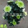 批發菊花 西安菊花小苗品種齊全 周至地被菊花基地直銷