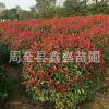 批發紅葉石楠精球/綠化景觀苗木精品紅葉石楠優惠價