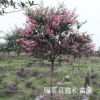 陜西西安哪有風景樹紫薇　百日紅特價/周至縣鑫松苗圃