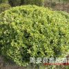 陜西哪里有小葉黃楊球 西安苗圃高山黃楊球批發 高山黃楊盆栽苗