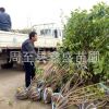 陜西哪有臘梅供應 周至苗木基地綠化苗木臘梅批發價