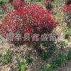 陜西苗圃直銷紫葉矮櫻球 西北園林風景樹高桿紫葉矮櫻